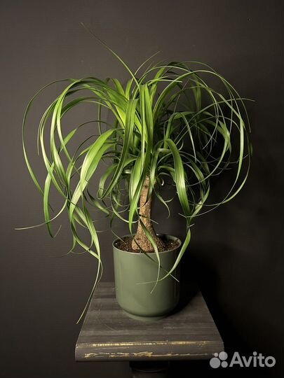 Бокарнея Нолина 55 см