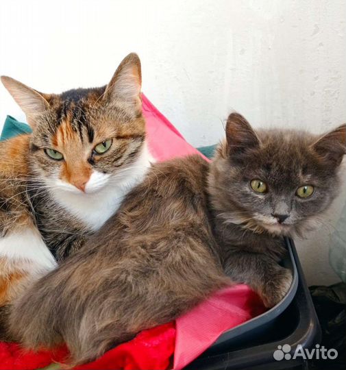 Трёхцветная кошечка на счастье