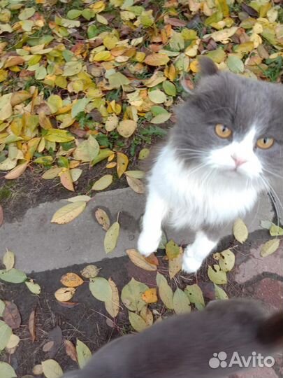 Кошки в добрые руки