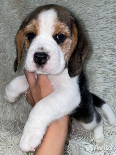 Щенки бигль