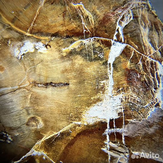 Окаменелое дерево палеонтология ископаемое