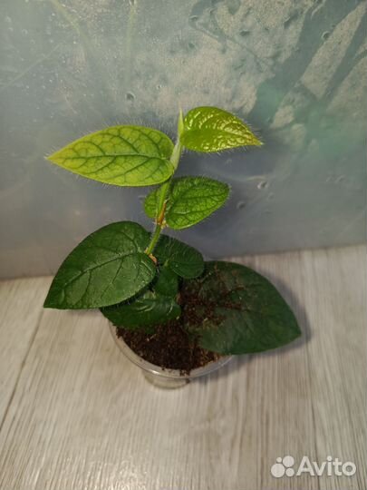 Дихозандра, сингониум яичница, фикус виллоза