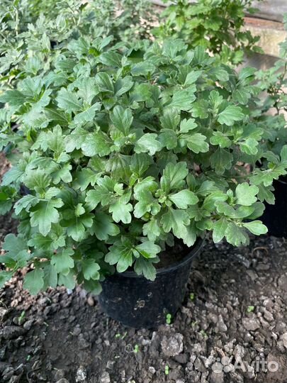 Хризантемы мультифлора