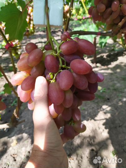 Саженцы винограда
