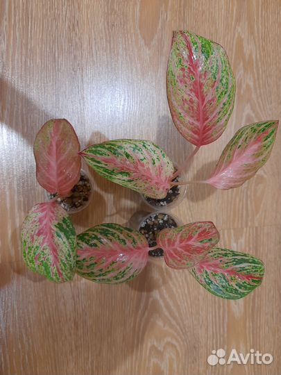 Аглаонема Роуз Нерф