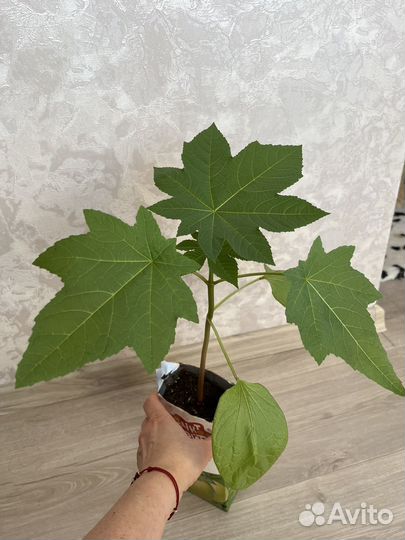 Клещевина