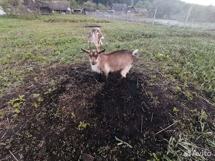 Продам козочку