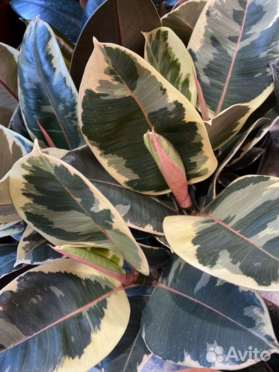 Фикусы разные Бургунди Белиз Тинеке Али