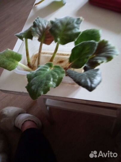 Листочки фиалок сортовых