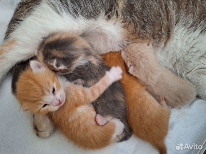 Котята в добрые руки мальчики рыжие