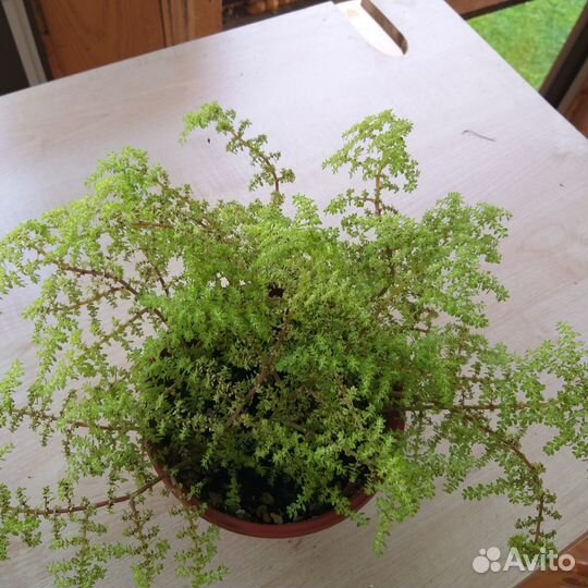 Комнатные растения