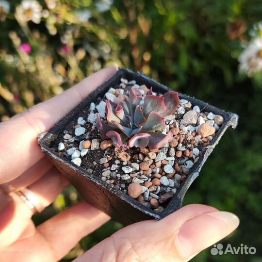 Эхеверия Трампет Пинки (Echeveria Trumpet Pinky)