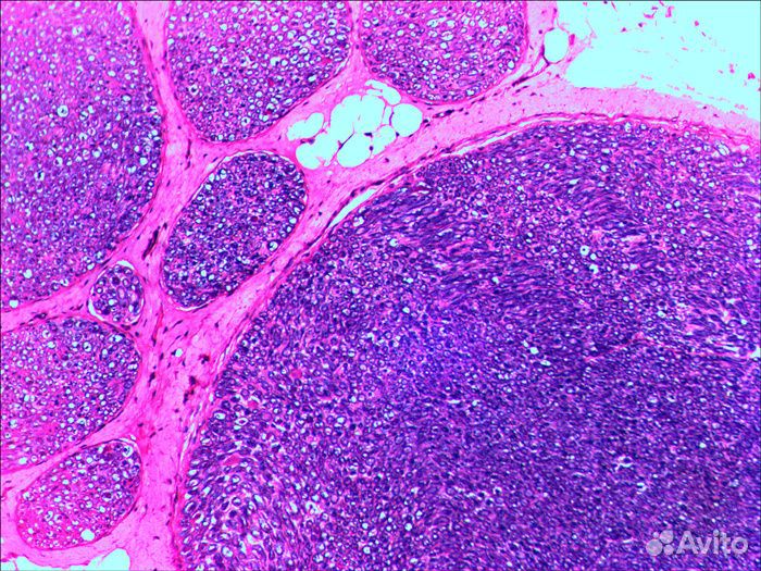 Набор микропрепаратов Levenhuk N20 NG