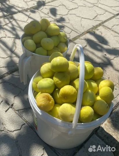 Саженцы инжира для домашнего выращивания