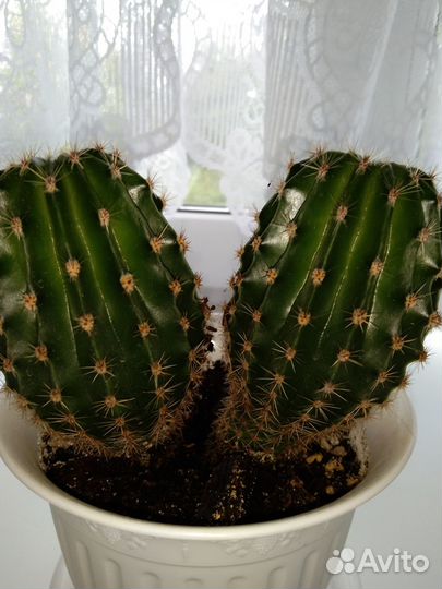 Комнатные домашние растения