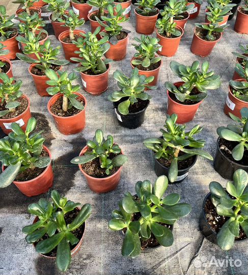 Толстянка древовидная