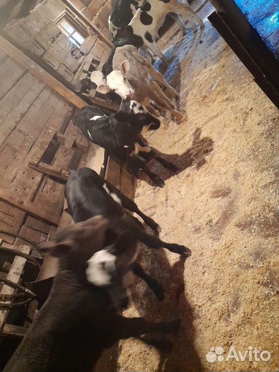 Продам телят