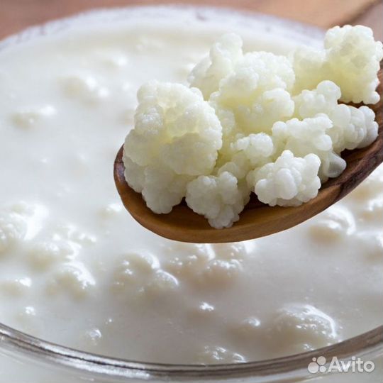 Тибетский молочный гриб