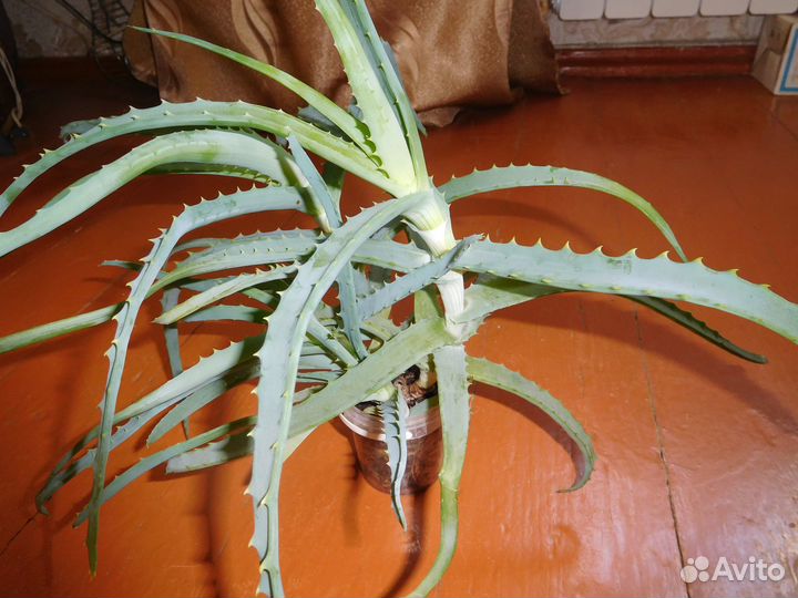 Комнатные цветы алое