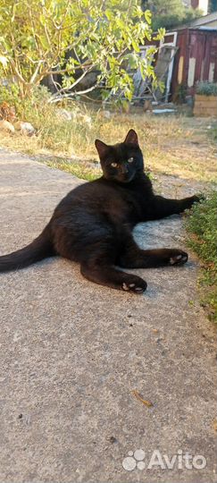 Славный котик