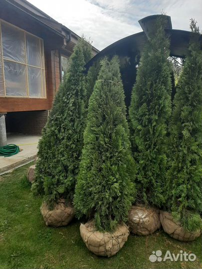 Туя смарагд экстра