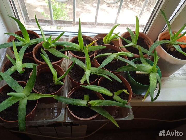 Алоэ толстолистное