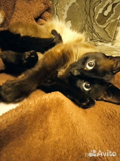 Кот на вязку