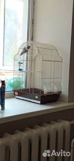 Попугай вместе с клеткой. Неразлучники