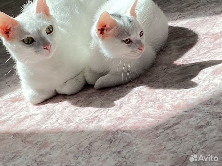 Котята в добрые руки даром