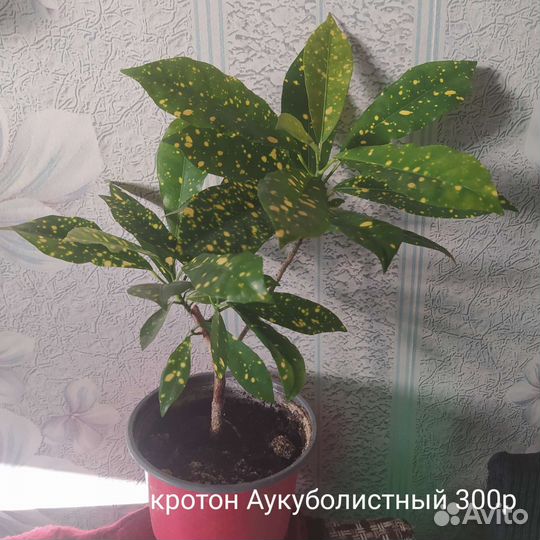 Кротон, муррая и другие