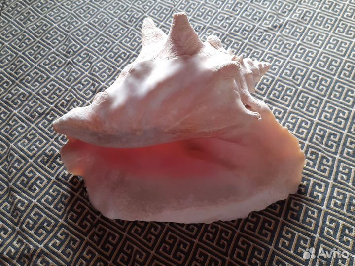 Большая морская раковина