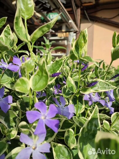 Барвинок пестролистный