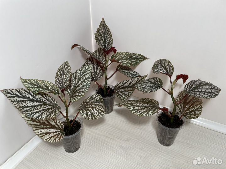 Бегонии кейн (тросниковые)