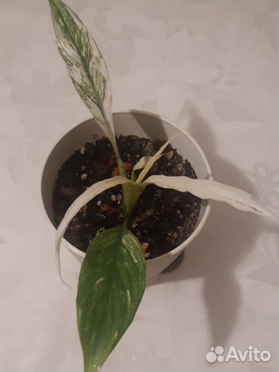 Спатифиллум Нью Ван