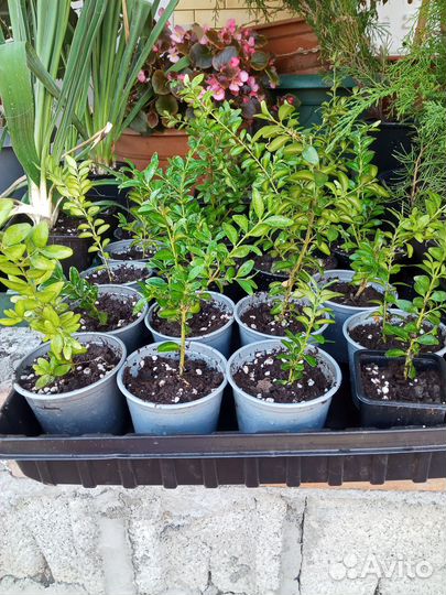 Саженцы садовых и комнатных растений