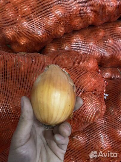 Лук репчатый оптом