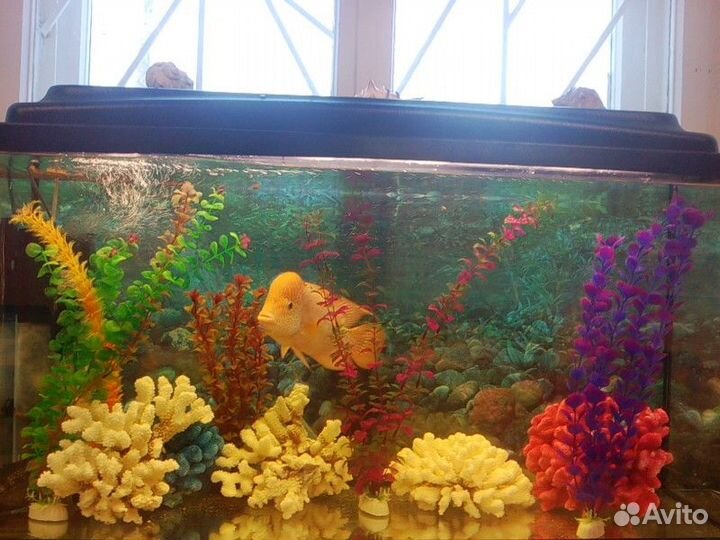 Аквариум