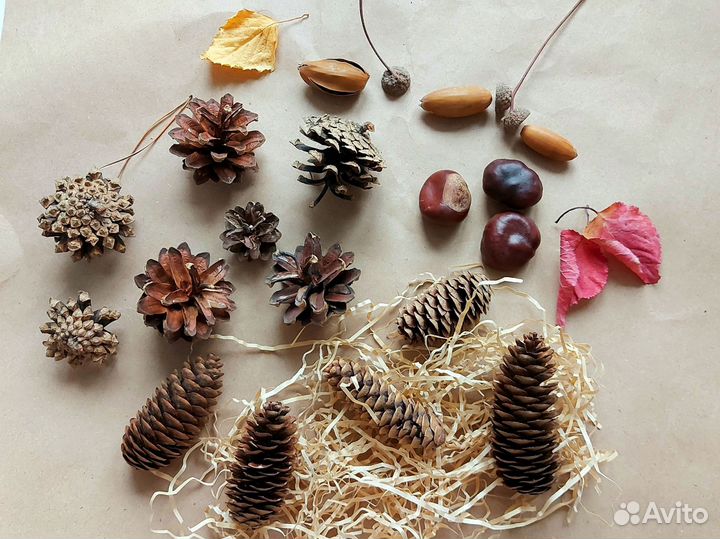 Природные материалы для поделки Набор