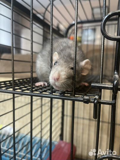 Передержка животных