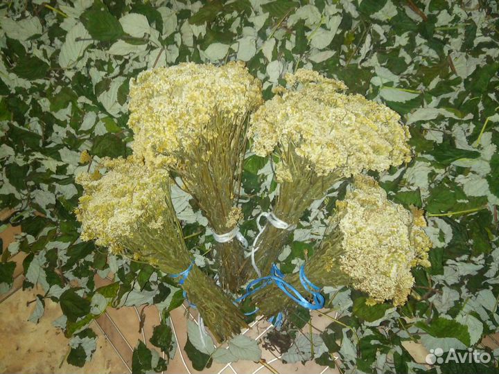 Тысячалистник