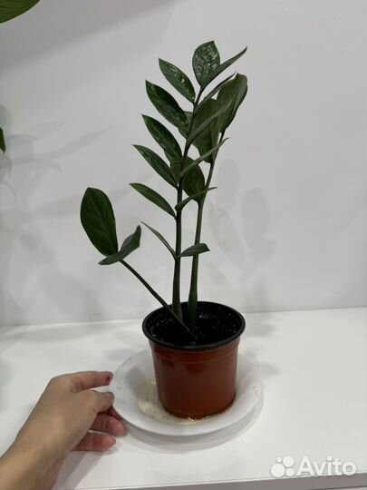 Замиокалькус (долларовое дерево )