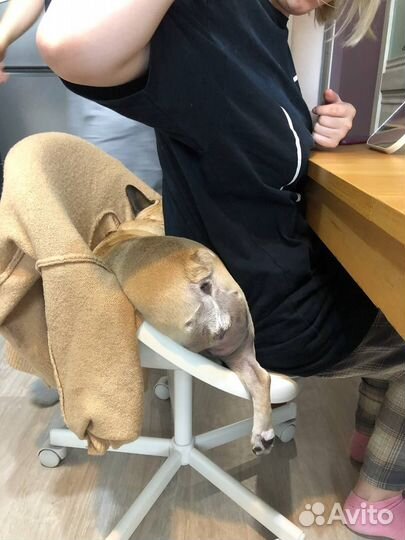 Зооняня, кэтситтер, котоняня