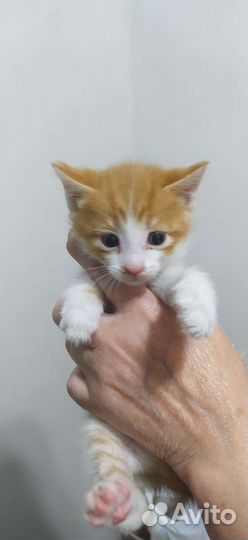 Котята в добрые руки бесплатно