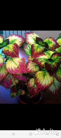 Колеусы сортовые