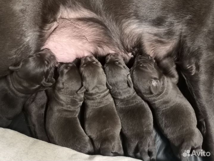 Лабрадор ретривер щенки