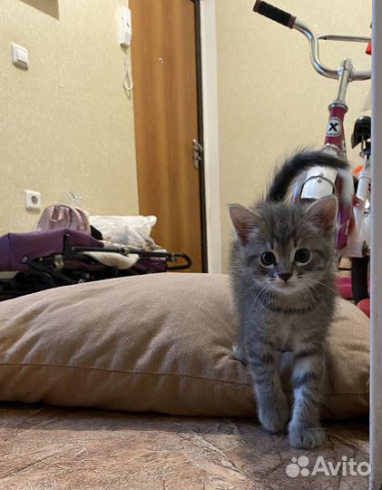 Котёнок в добрые руки