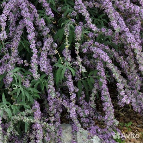 Буддлея очереднолистная, Alternifolia (семена)