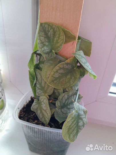 Монстера дубиа