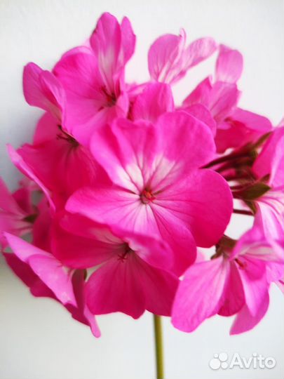 Герань пеларгония молодая цветущая