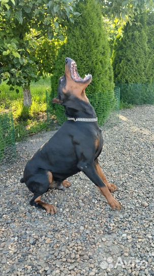 Собаки щенки добермана